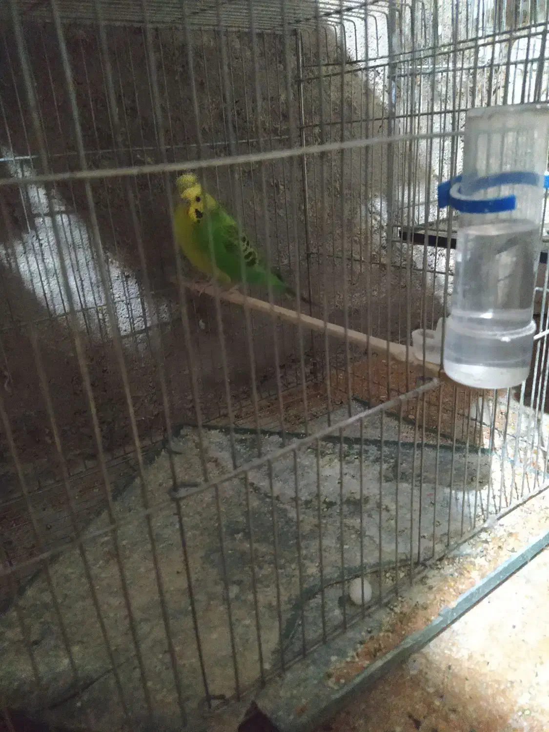 مرغ عشق تخم دار|پرنده|خرمدره, |دیوار