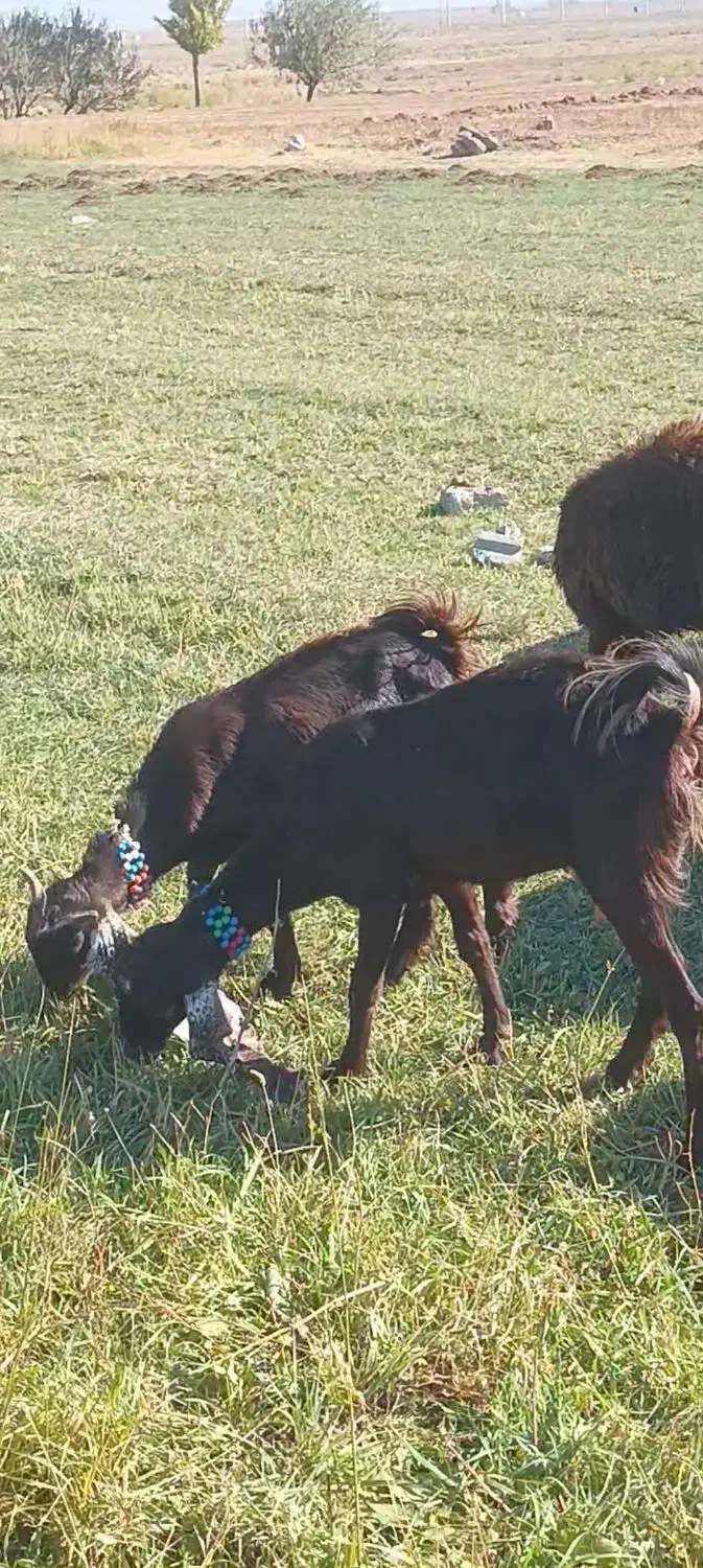 دو عدد بزغاله ماده  پاکستان|حیوانات مزرعه|خواجه, |دیوار