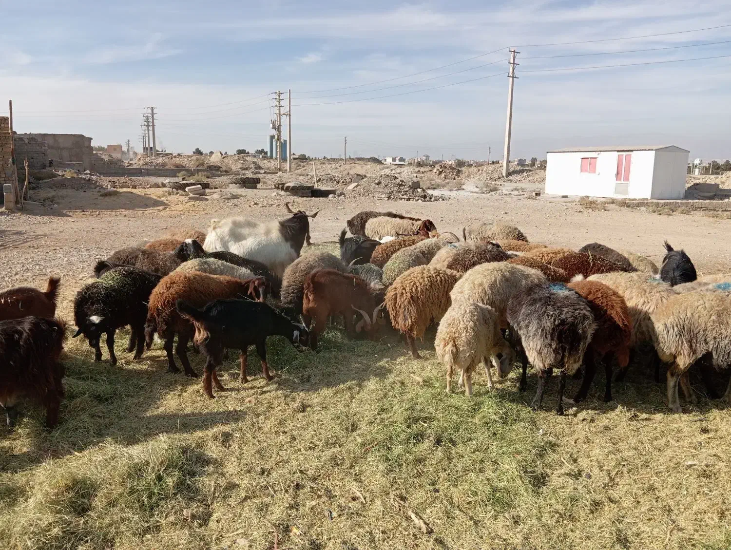 میش جوان معاوضه با ماشین|حیوانات مزرعه|محمدشهر, محمدشهر|دیوار