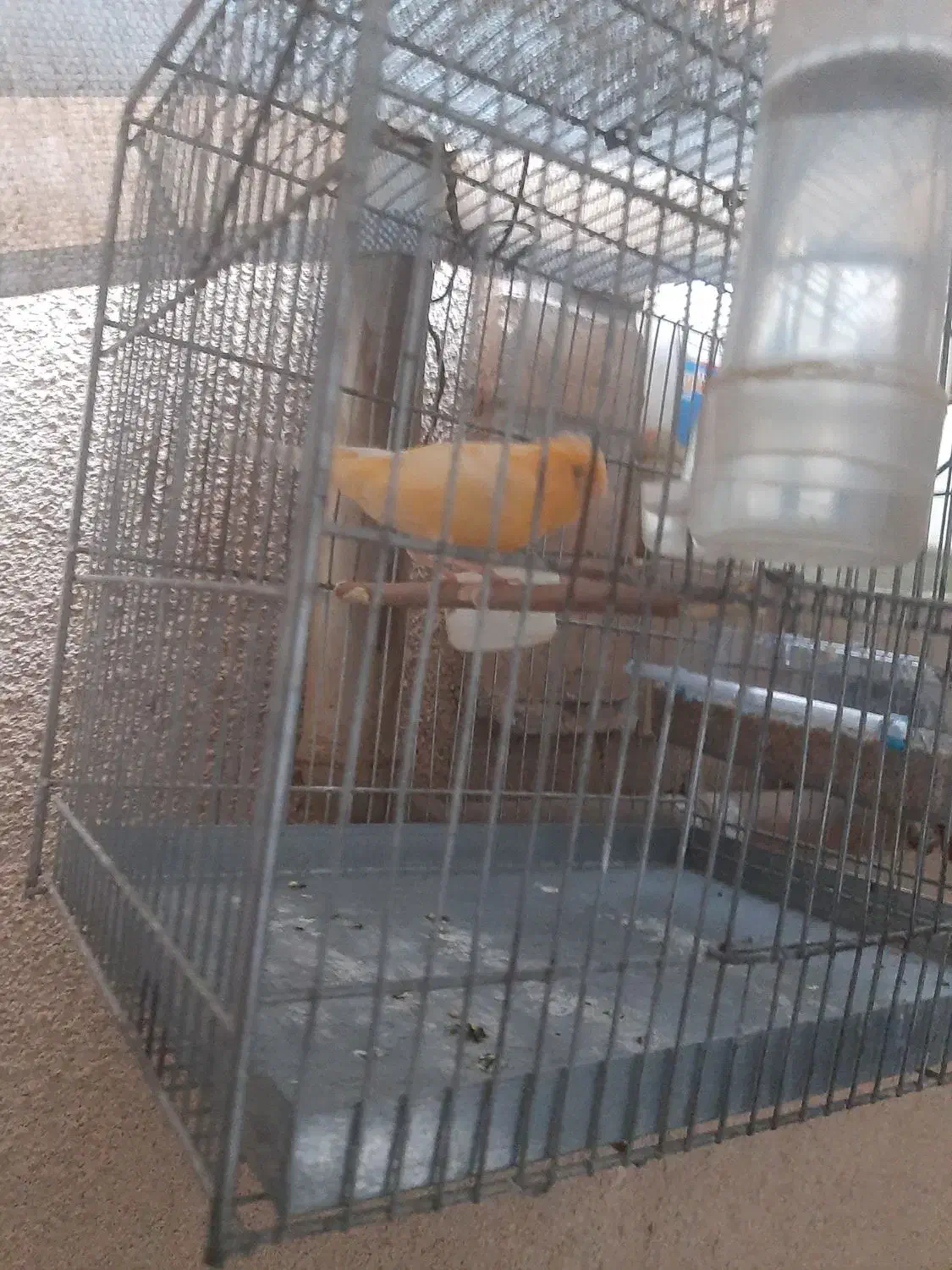 قناری ماده|پرنده|جوانرود, |دیوار