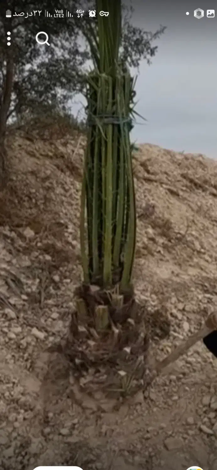 پاجوش فسیل خرما|خدمات باغبانی و درختکاری|عنبرآباد, |دیوار