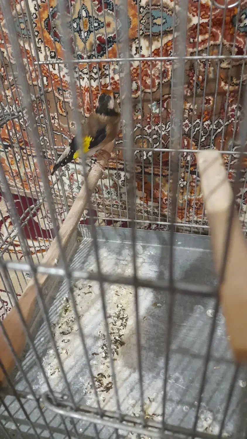 سهره ماده|پرنده|ساوه, |دیوار