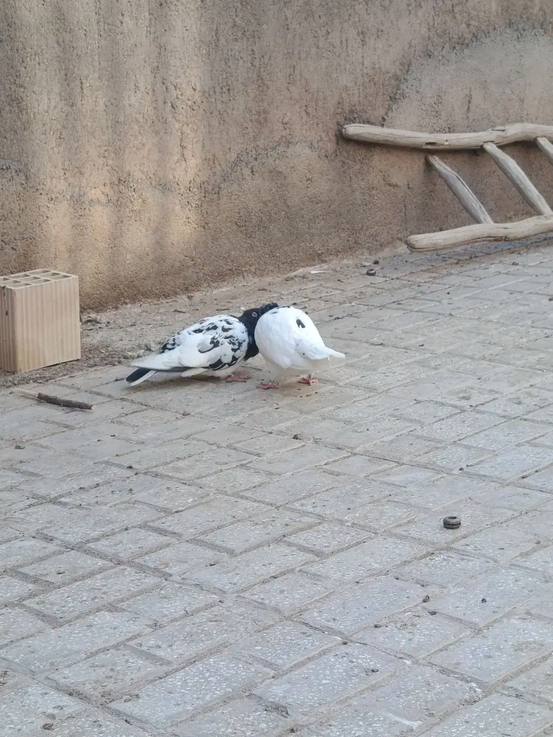 کبوتر کله سیاه|پرنده|بجستان, |دیوار
