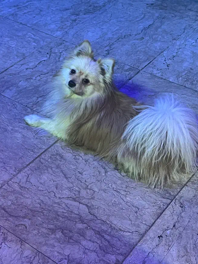 سگ گمشده مژدگانی بسیار عالی|حیوانات|تهران, نیروی هوایی (پیروزی)|دیوار