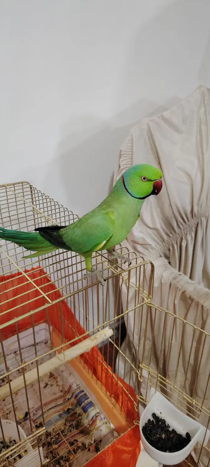 طوطی ملنگو اهلی|پرنده|اهر, |دیوار