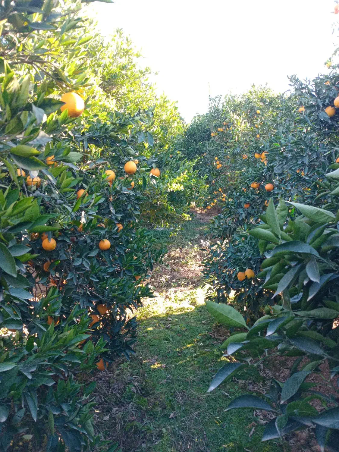 تامسون درجه یک|عمده‌فروشی|گرگان, |دیوار