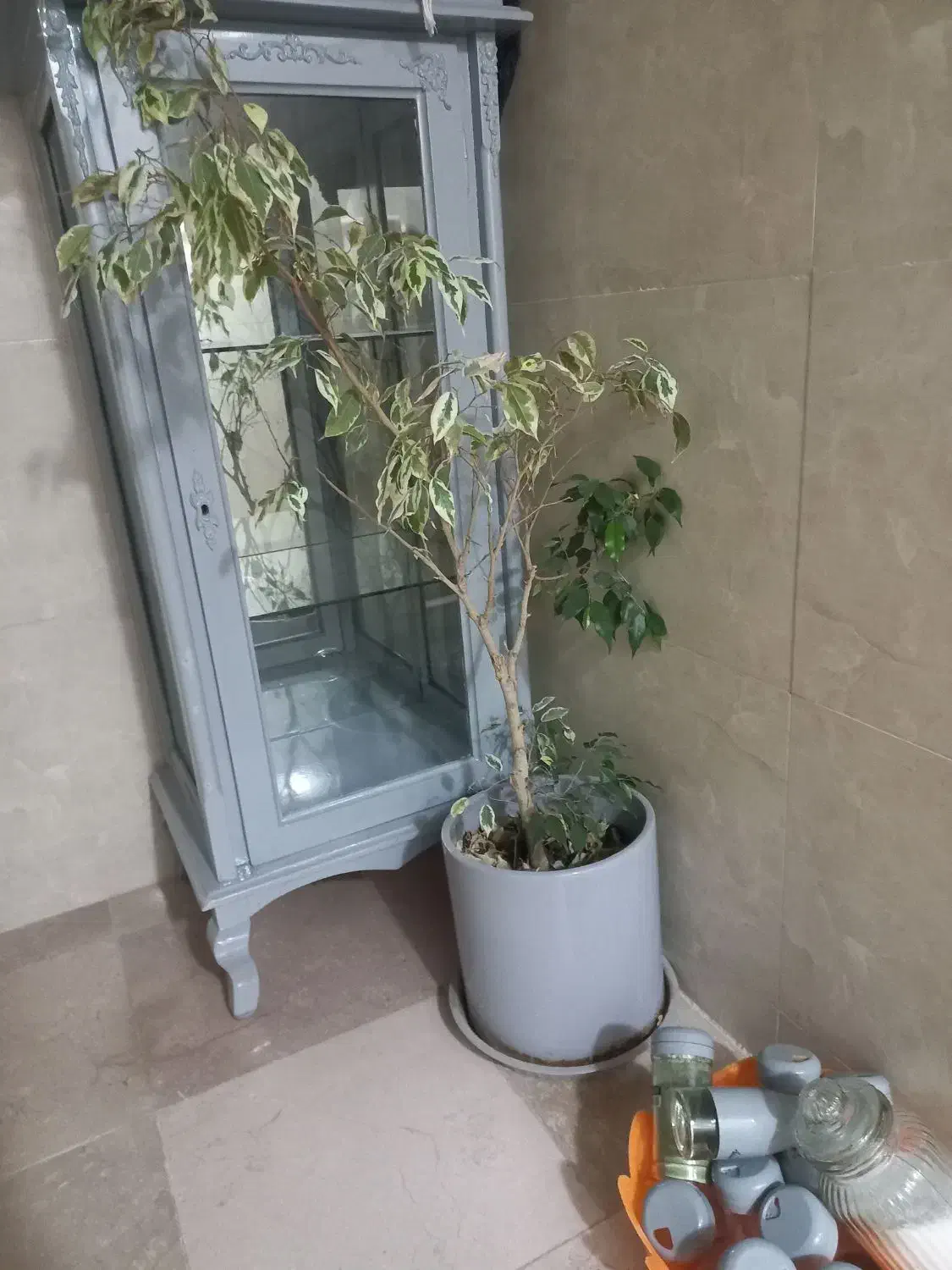 گلدون باگل ۴۸۰|گل و گیاه طبیعی|اصفهان, بهارستان|دیوار