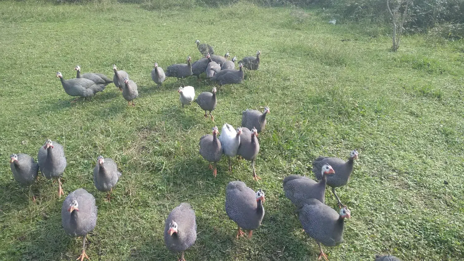 مرغ شاخدار|حیوانات مزرعه|حویق, |دیوار