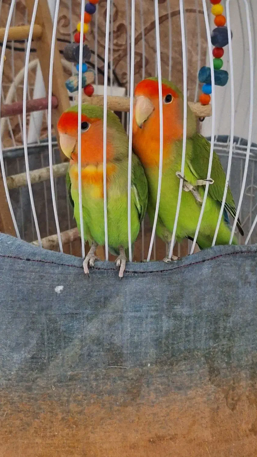 طوطی برزیلی|پرنده|رشت, گیل|دیوار