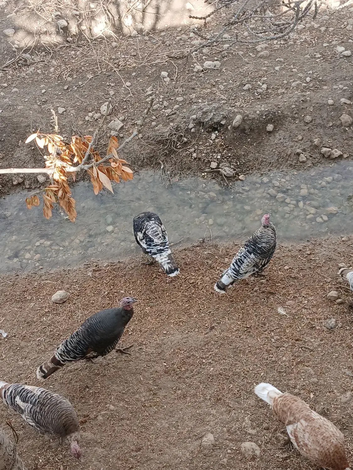 بوقلمون پرواری نسل بورن آمریکایی همگی درجه یک|حیوانات مزرعه|ماهیدشت, |دیوار