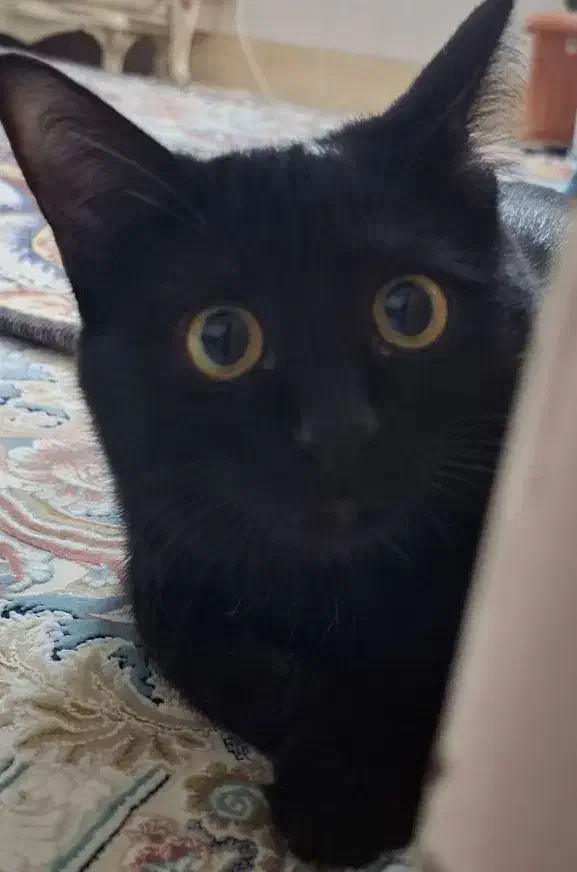 گربه ی گمشده|گربه|قم, انصارالحسین|دیوار