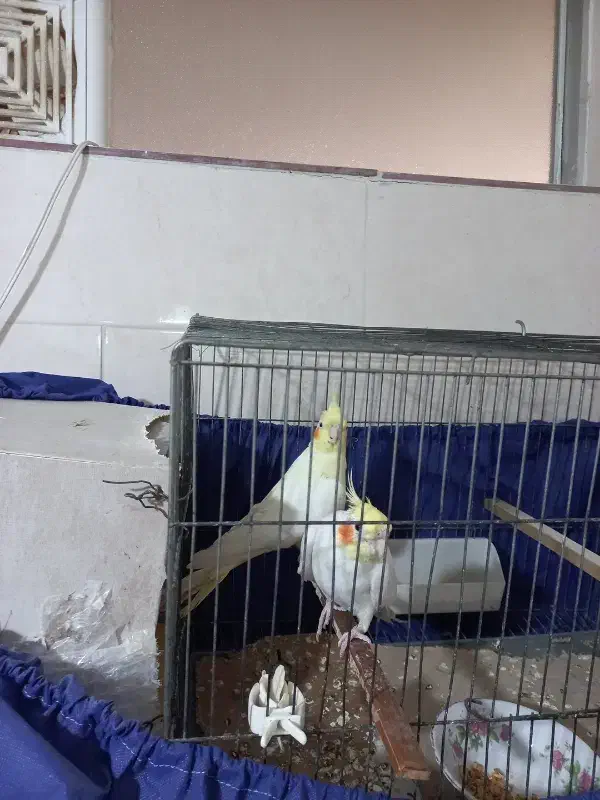 فروش پرنده|پرنده|گرگان, |دیوار