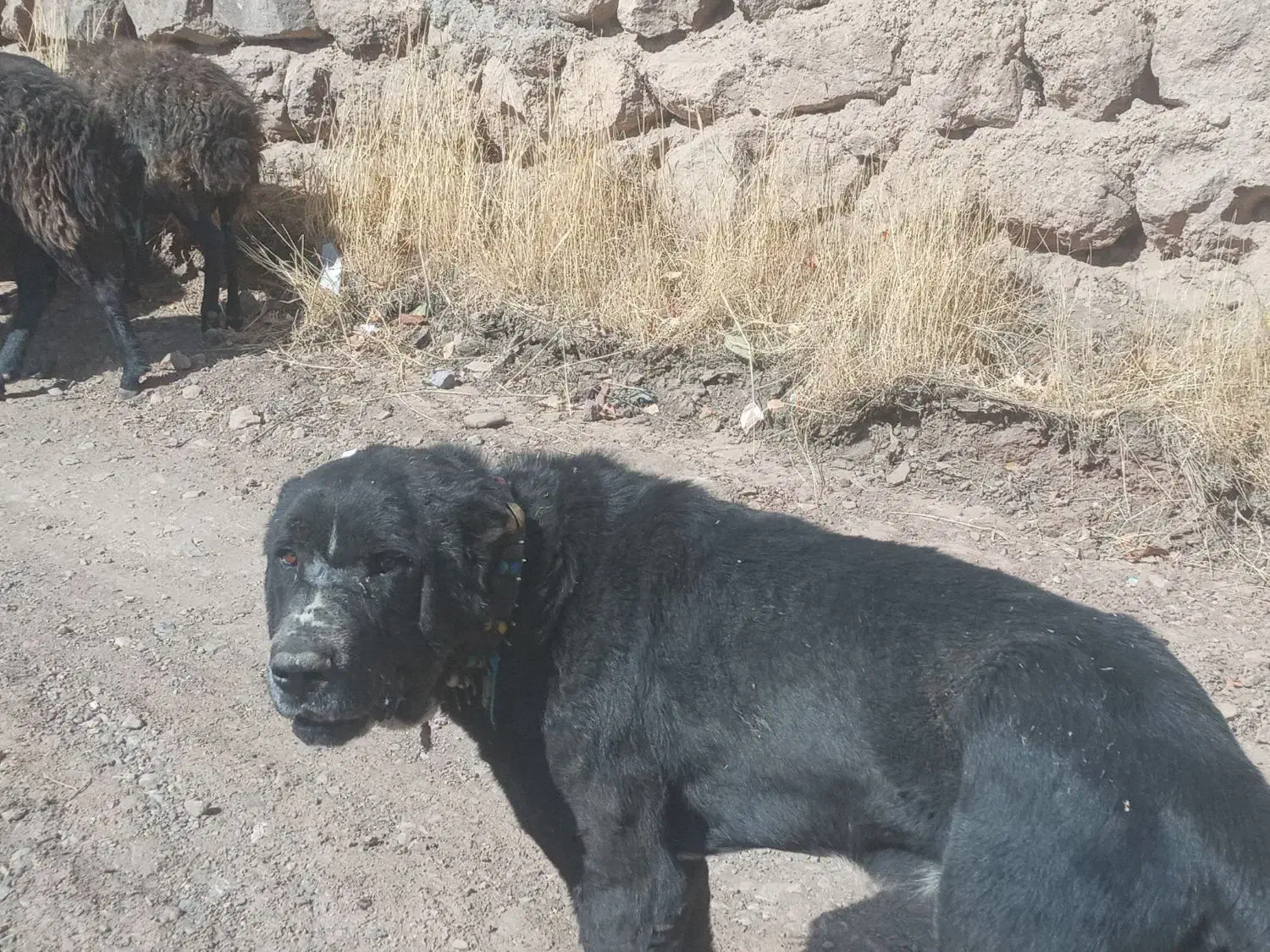 سگ افغان|سگ|رودهن, |دیوار