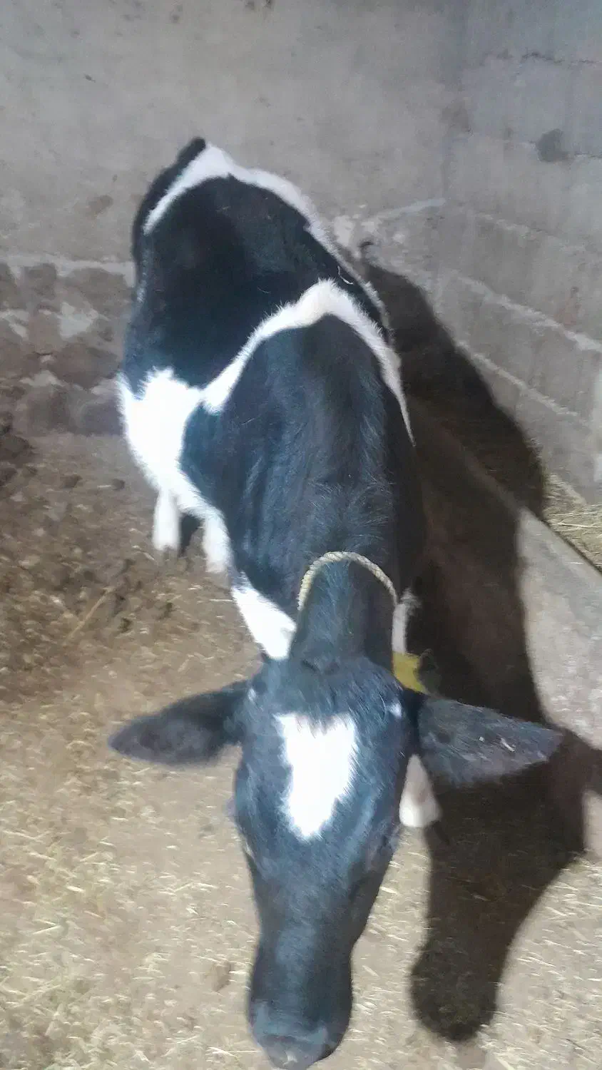 گاو|حیوانات مزرعه|انگوت, |دیوار