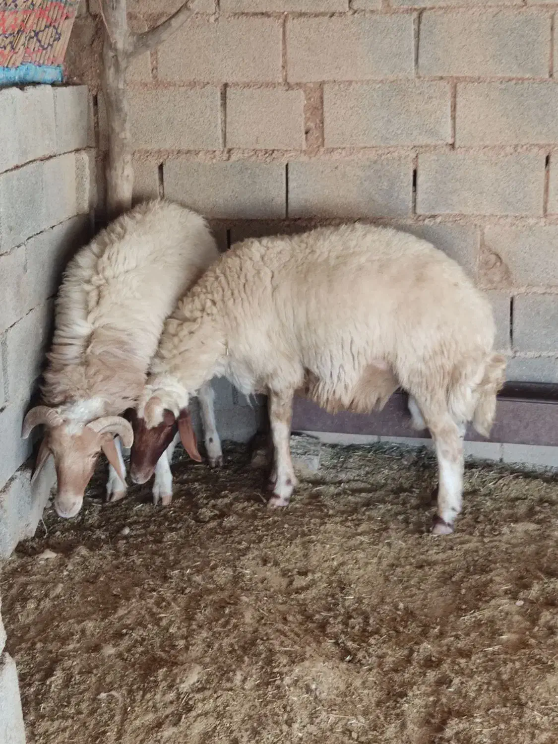 ورن قوچ|حیوانات مزرعه|مهران (ایلام), |دیوار