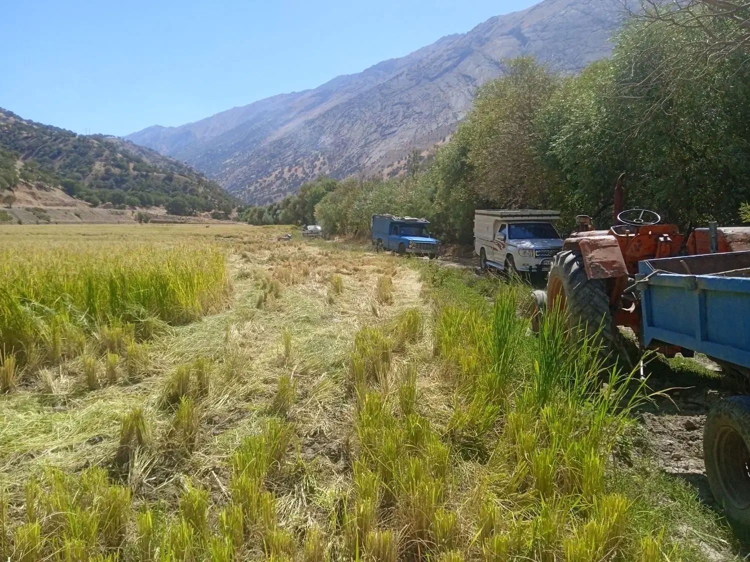 برنج|خوردنی و آشامیدنی|کیار, |دیوار