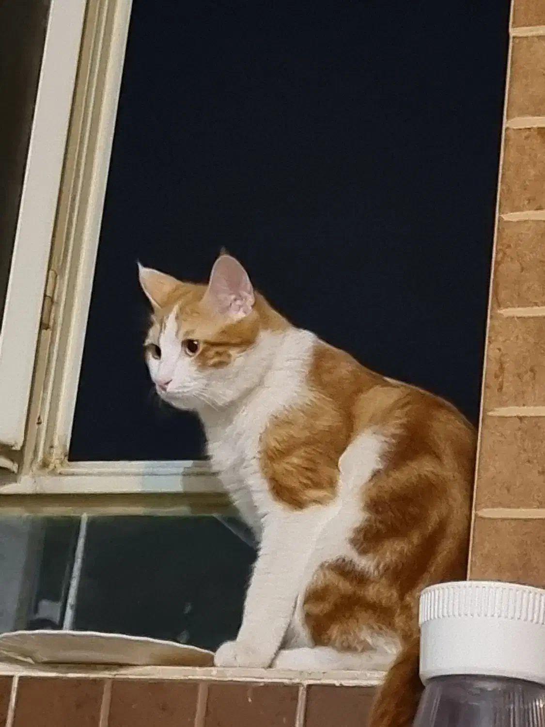 گربه گمشده|حیوانات|یزد, |دیوار