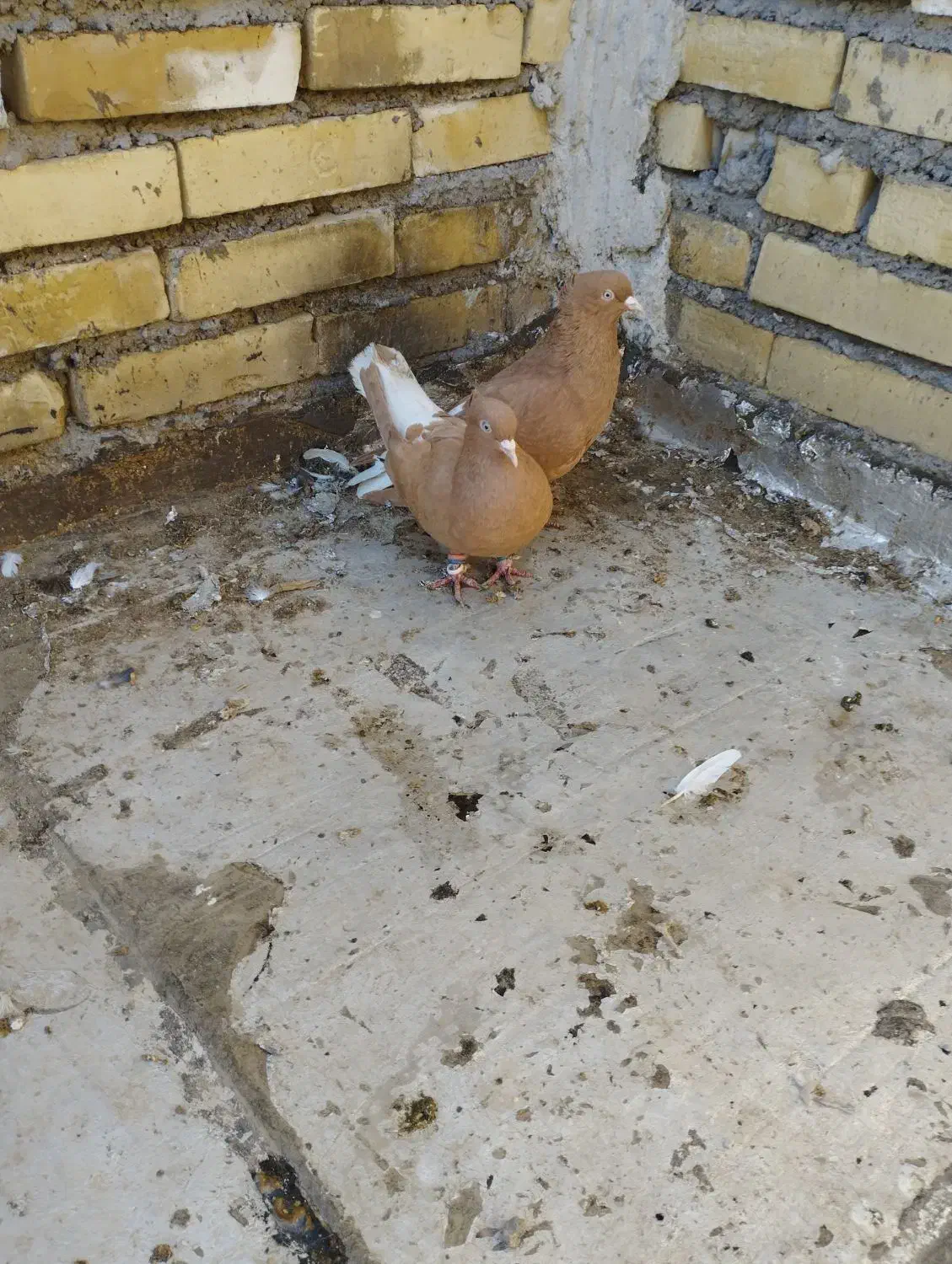 کبوتر|پرنده|باوی, |دیوار