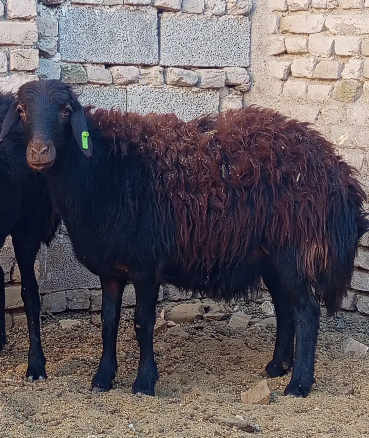 کاور بره  کیلویی(شیشک میش گوسفند قوچ )|حیوانات مزرعه|تربت‌حیدریه, کلاته توکلی|دیوار