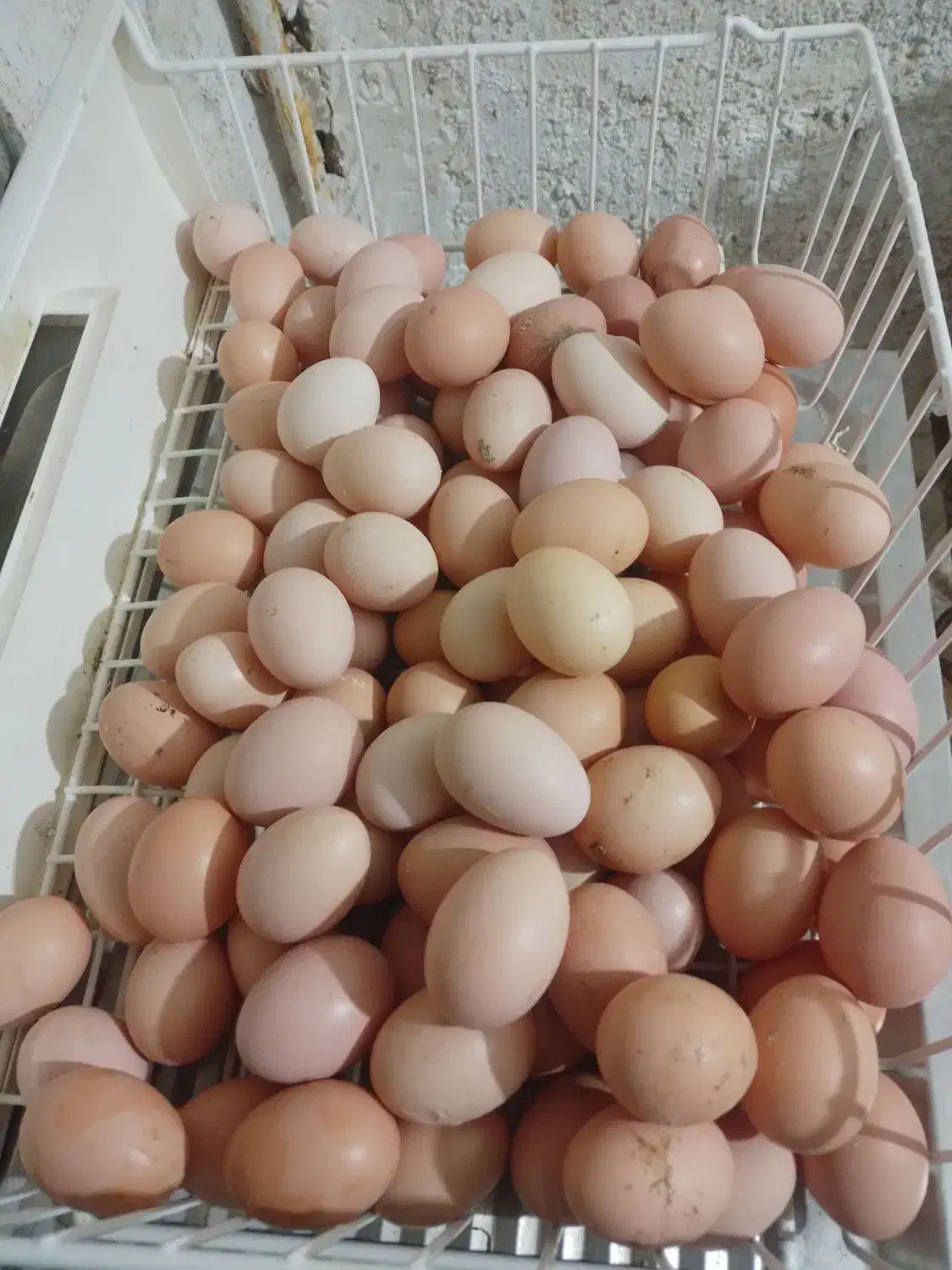 فروش تخم مرغ محلی ارگانیک.ر|خوردنی و آشامیدنی|رودبار, |دیوار