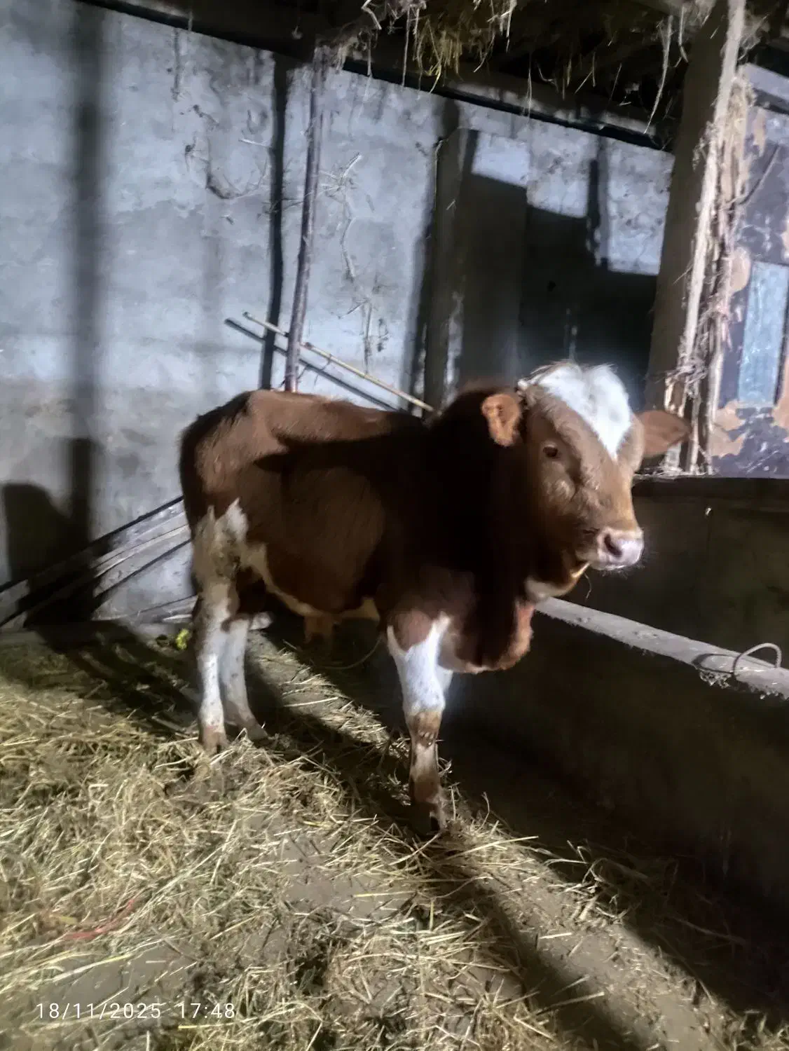 ورزا کوله خوشگل خوش روخ|حیوانات مزرعه|ماکلوان, |دیوار