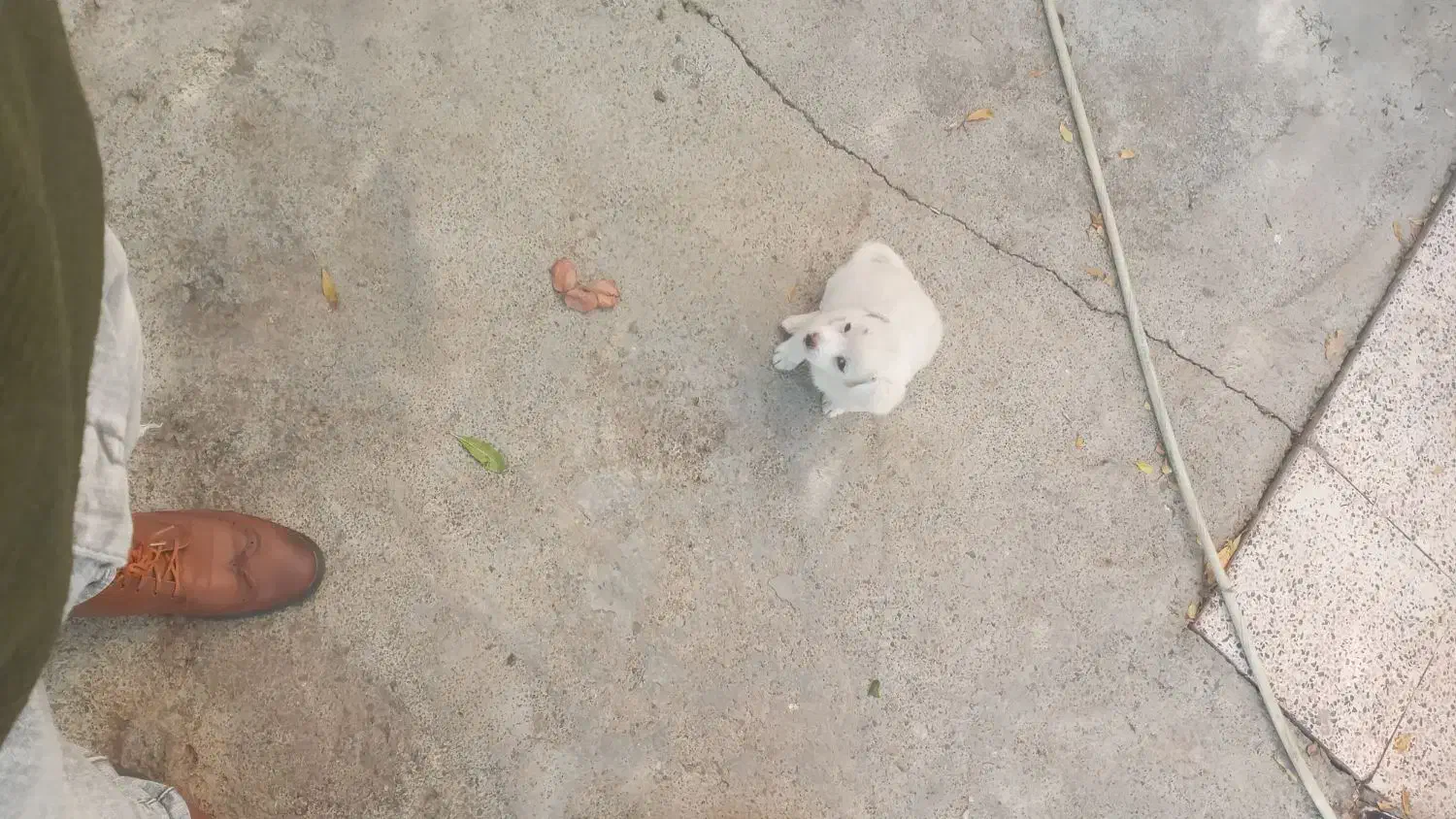 اصلاندوز|سگ|پارسآباد, |دیوار