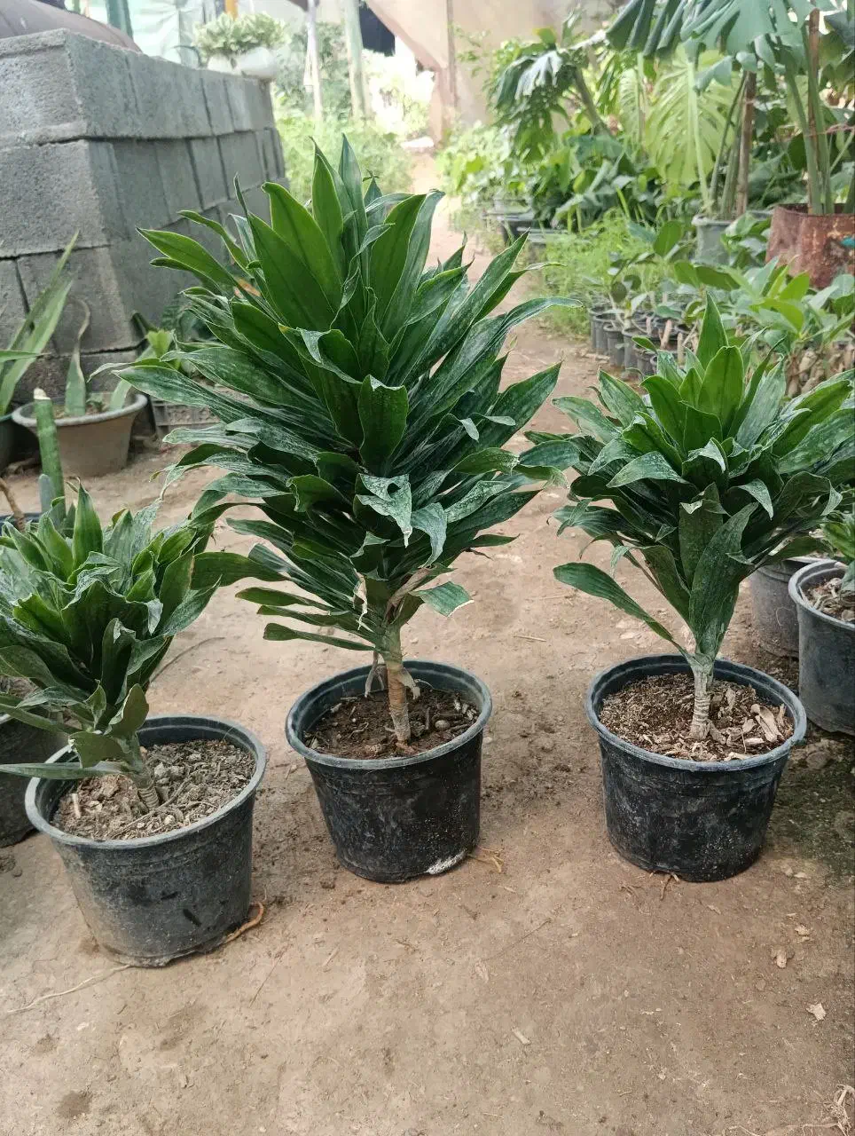 کامپکت|گل و گیاه طبیعی|زرگرشهر, |دیوار