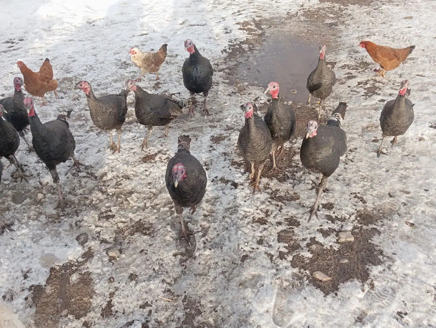 بوقلمون محلی|حیوانات مزرعه|سیلوانه, |دیوار