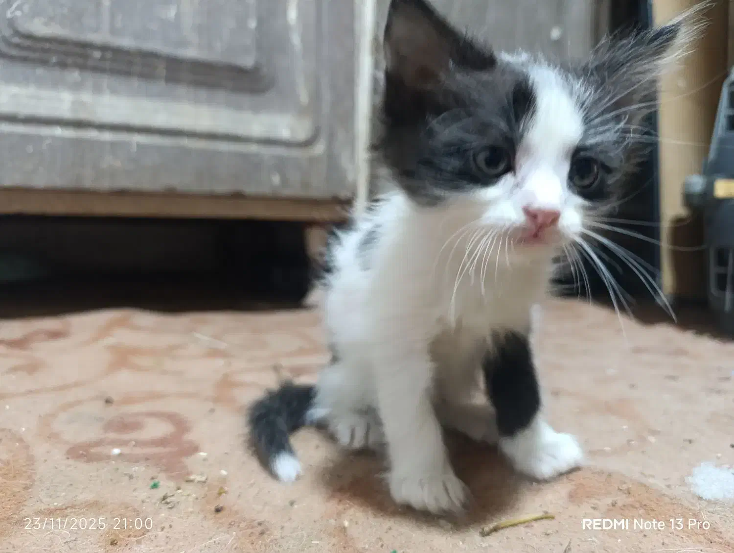 واگذاری گربه پرشین|گربه|بندر ماهشهر, |دیوار