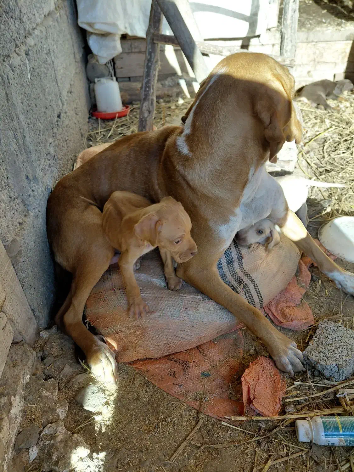 سگ.|سگ|رشت, پل تالشان|دیوار