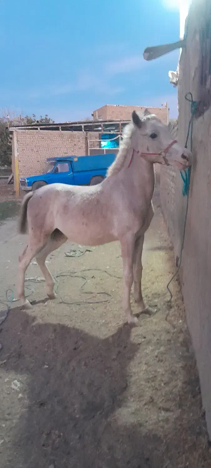 کره نریان ۱۴ ماه شجره دار پر خون|اسب و تجهیزات اسبسواری|ملایر, |دیوار