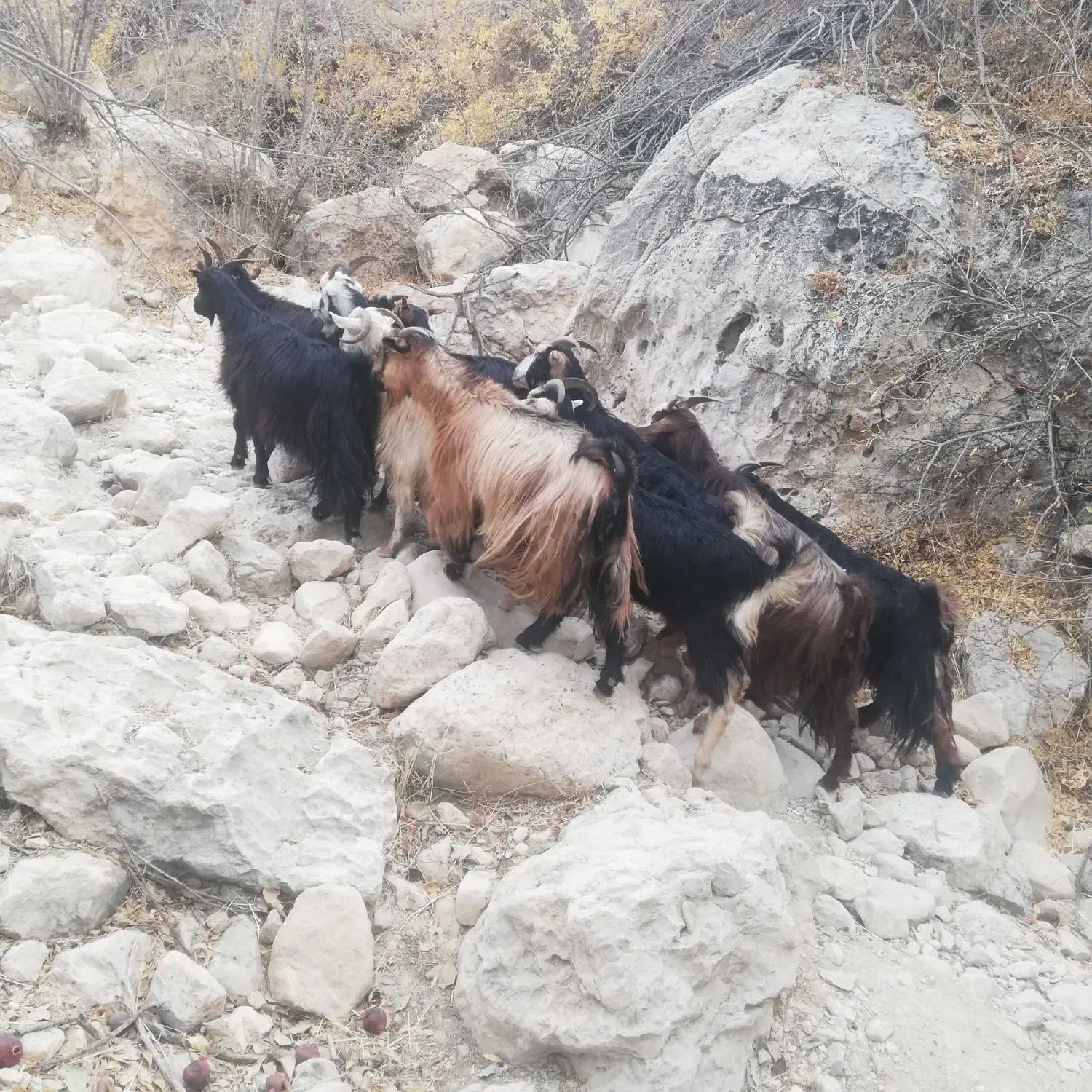 باسلام فروش 14 راس بزداشتی ابستن|حیوانات مزرعه|کازرون, |دیوار