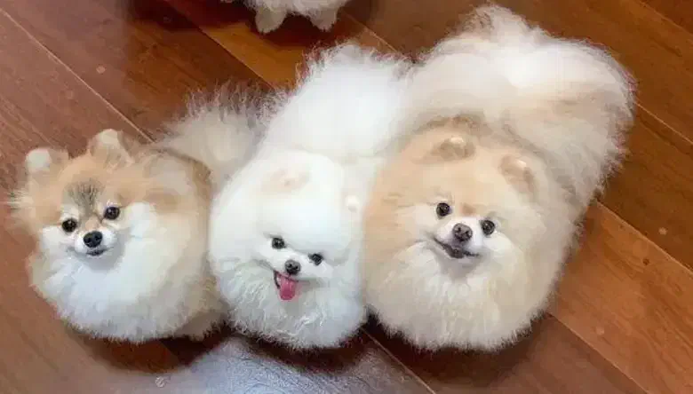 سرپرستی۲۰۰۰۰۰۰۰ میلیون|سگ|رشت, باهنر|دیوار