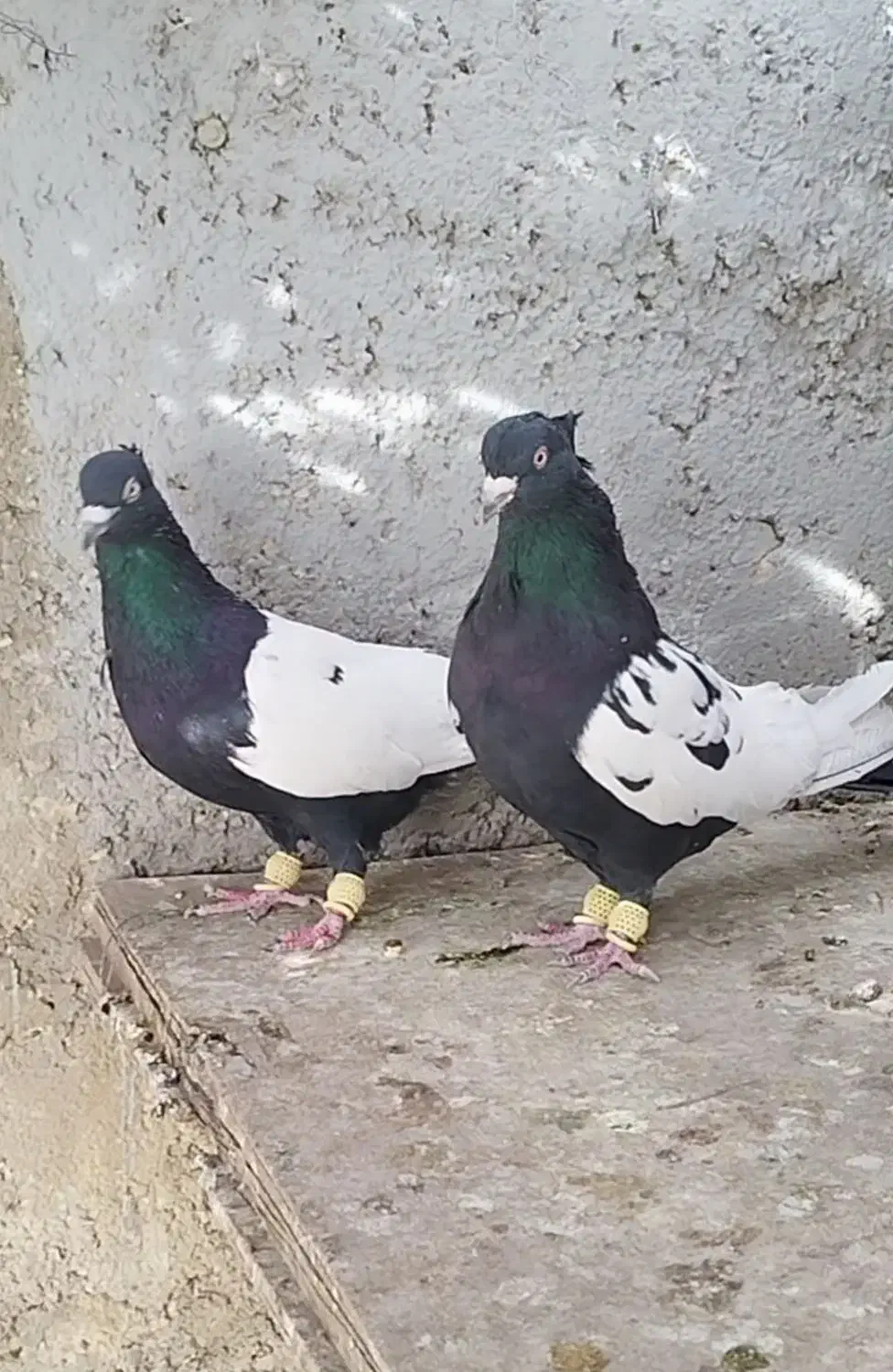 بهبهانی و پلاکی|پرنده|شیراز, شیخ علی چوپان|دیوار