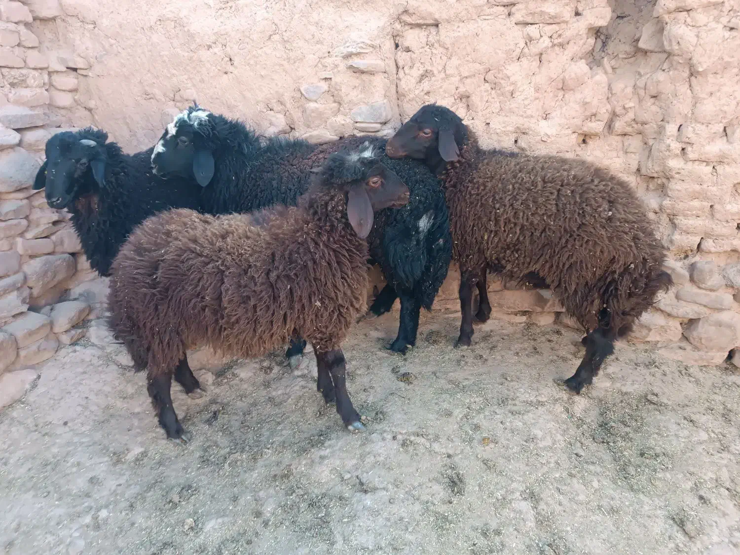 بره قوچ همو|حیوانات مزرعه|تربتحیدریه, باغ ملی|دیوار