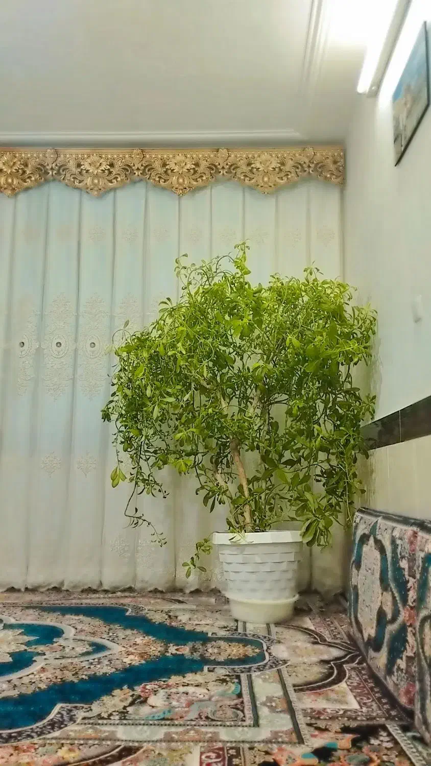 گل...|گل و گیاه طبیعی|ابهر, |دیوار