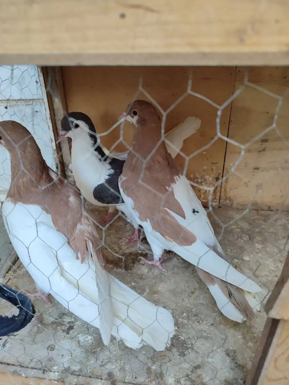 کبوتر جوانه|پرنده|تهران, مسعودیه|دیوار