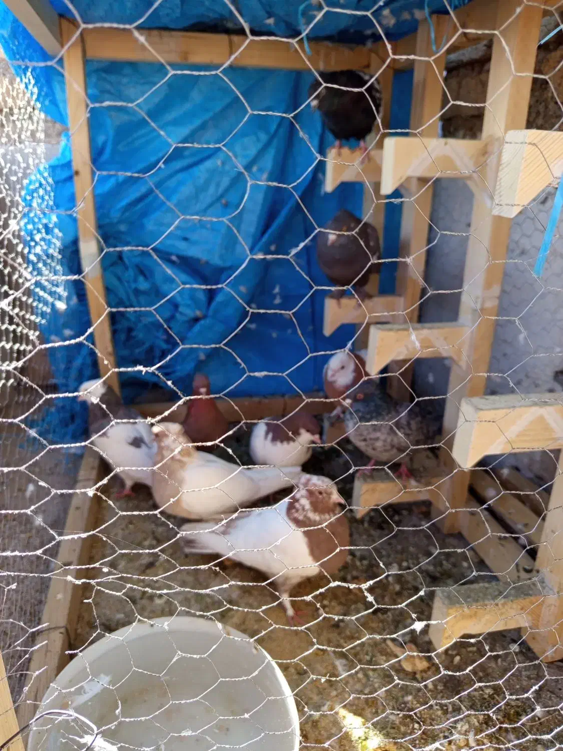 کفتر رنگی|پرنده|صدرا-فارس, فاز ۲|دیوار