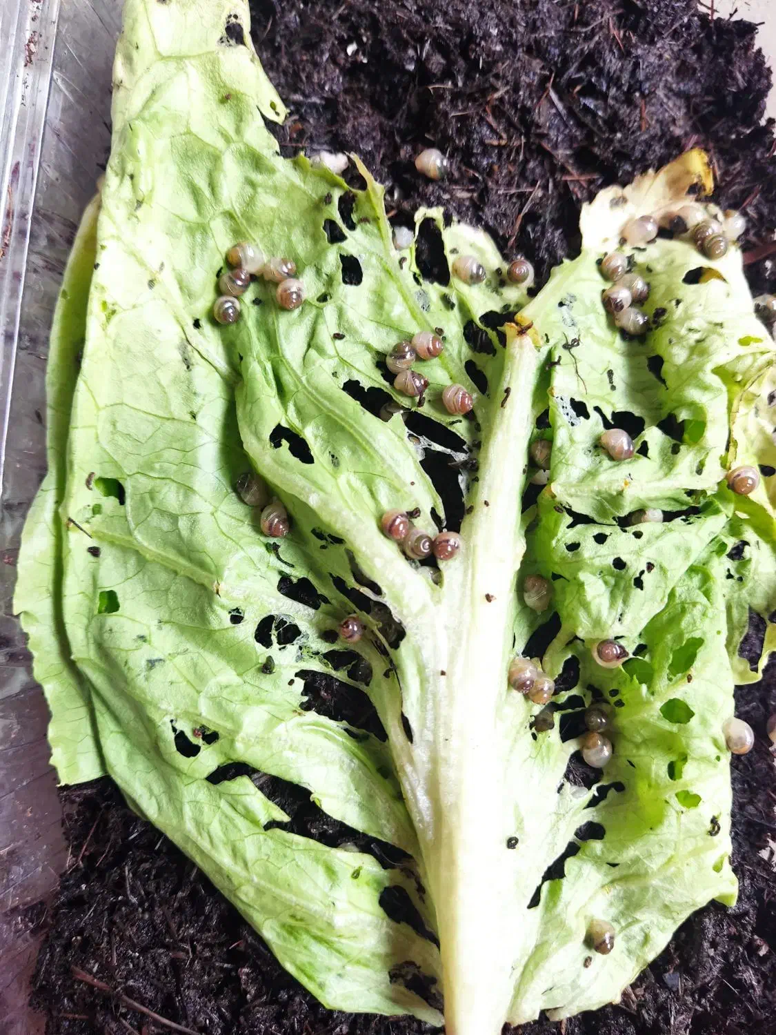 حلزون|خزنده|یزد, |دیوار