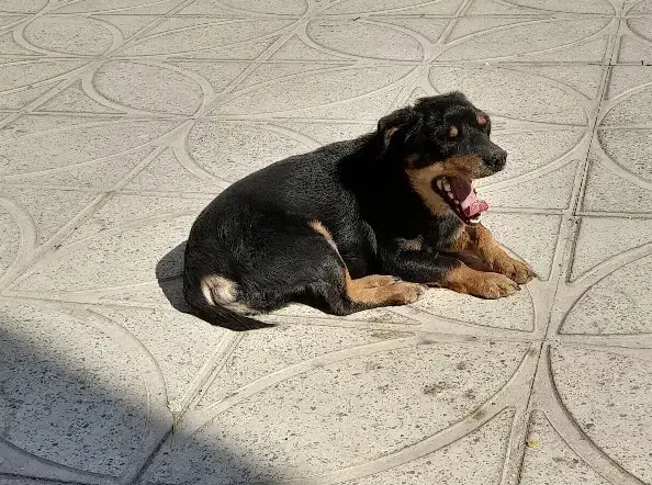 توله نژاد روت وایلر|سگ|دره شهر, |دیوار