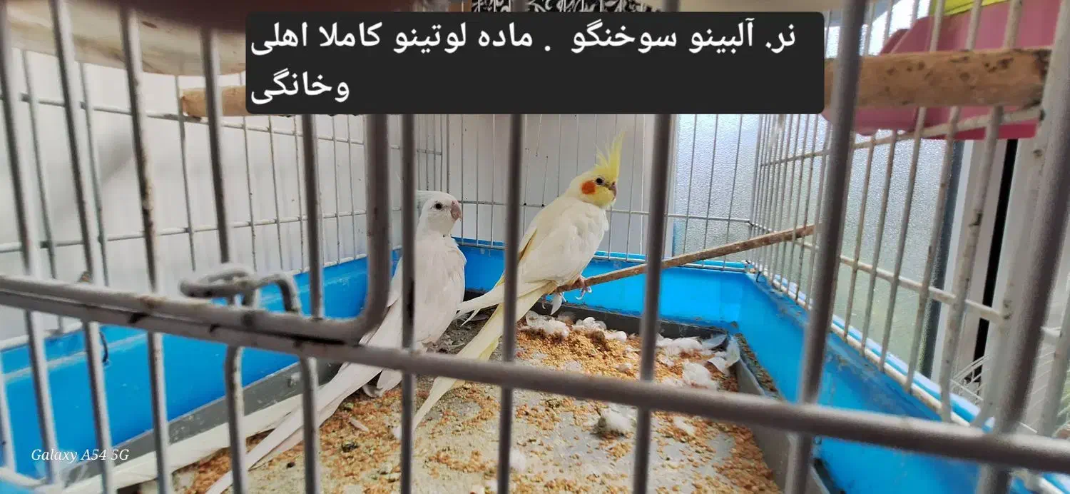 عروس هلندی کاملا اهلی  خانگی و سخنگو|پرنده|مرند, |دیوار