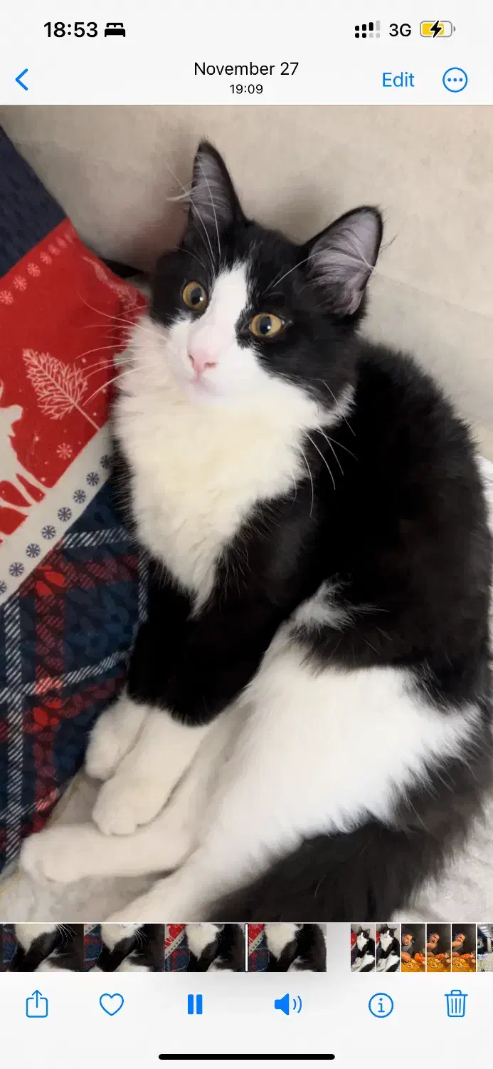 پیشی مو‌بلند|گربه|رشت, نامجو|دیوار