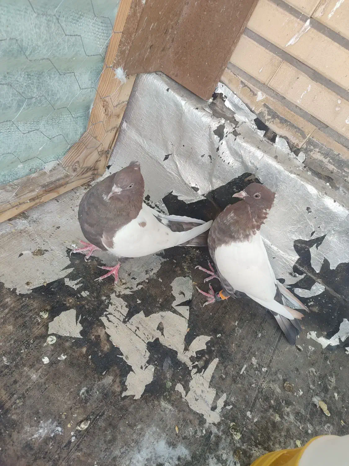 سینه سرخ|پرنده|فولادشهر, B8|دیوار