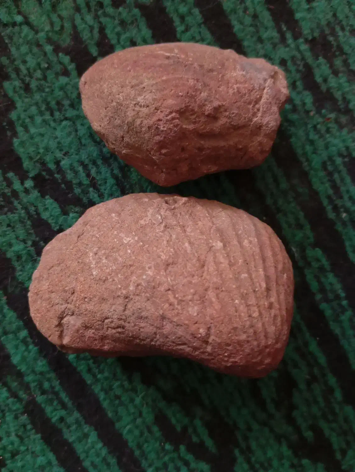 فسیل صدف|کلکسیون و سرگرمی|راور, |دیوار