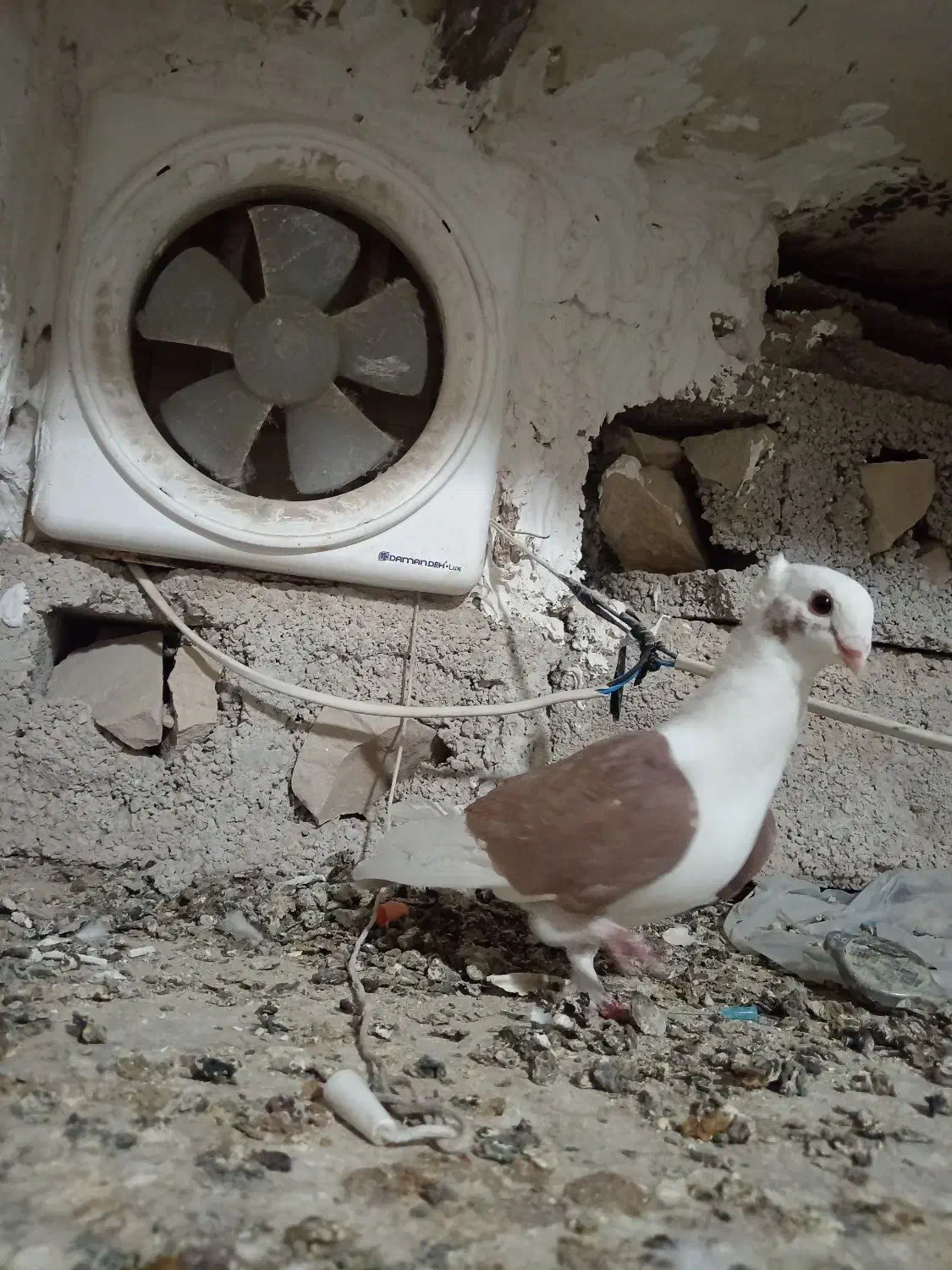 دوکت سرخ گلالی|پرنده|برازجان, |دیوار