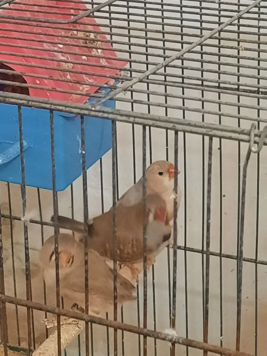 فنچ انگلیسی کینگ|پرنده|یزد, |دیوار