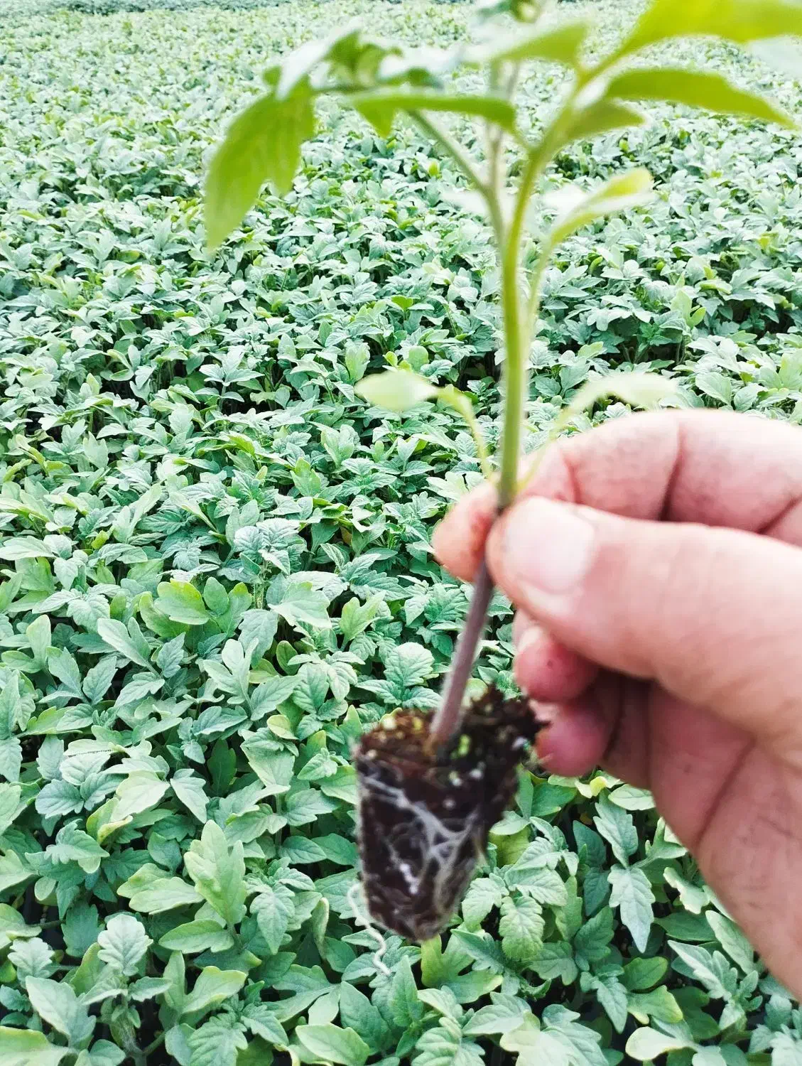 نشا بادمجان وگوجه  8320|خدمات باغبانی و درختکاری|کاکی, |دیوار