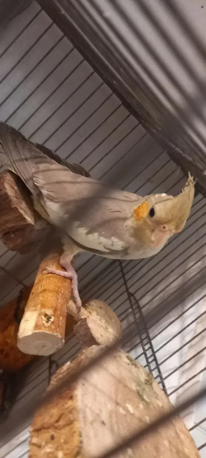 عروس هلندی کاملا رام و دستی|پرنده|تهران, سلیمانی|دیوار