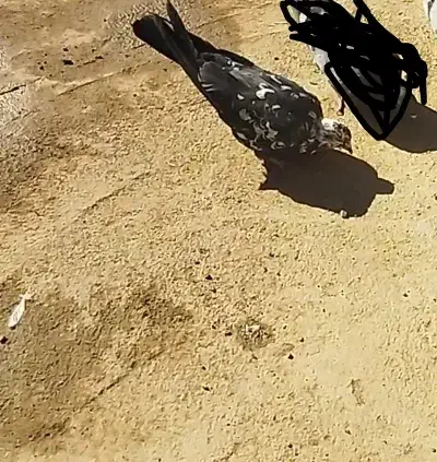 گمشده|حیوانات|شهرکرد, |دیوار