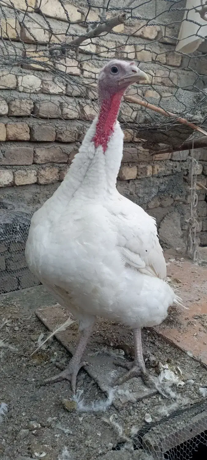 بوقلمون ماده نژاد دار|حیوانات مزرعه|تهران, شادآباد|دیوار